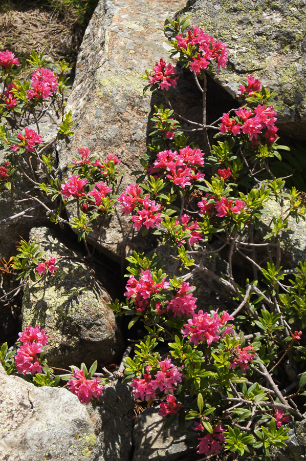 Rando entre le lac des Gloriettes et le cirque d'Estaubé
