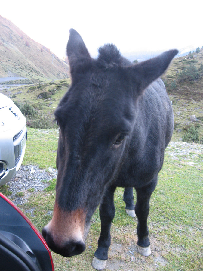 Cauteret 2011