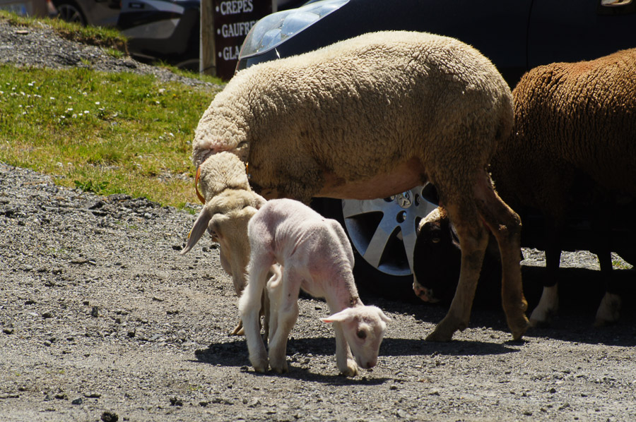 Du col du Soulor au Lac e Soum